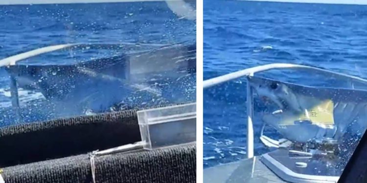 Morski pas “uletio” na ribarski brod