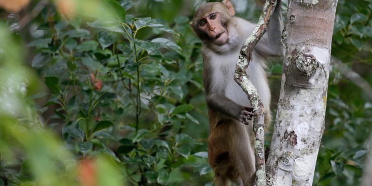 Nema više majmunizma! Nakon dva mjeseca bijega uhvaćena je posljednja odbjegla laboratorijska životinja