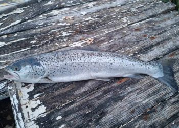 Odmah sam ga poslao Institutu za oceanografiju i ribarstvo