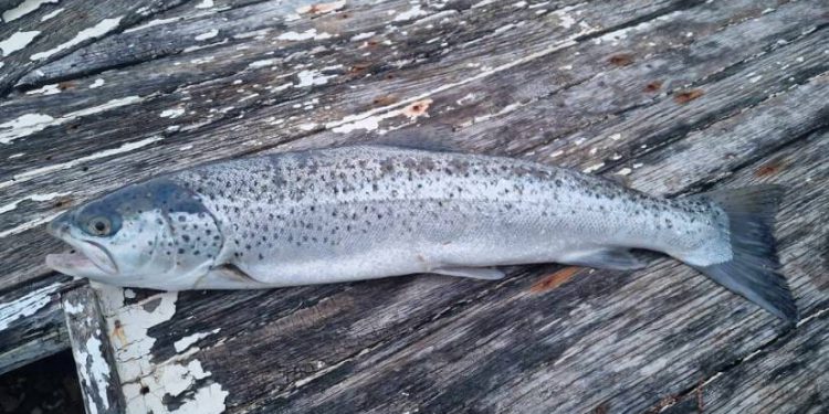 Odmah sam ga poslao Institutu za oceanografiju i ribarstvo