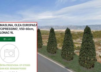 Osim sadnice plaća se i doprema, sadnja, iskop jami, nabava zemlje, kolaca za pričvršćivanje…