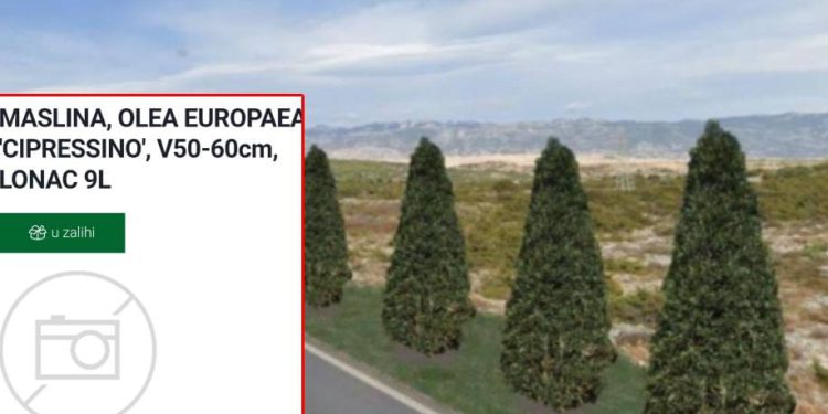 Osim sadnice plaća se i doprema, sadnja, iskop jami, nabava zemlje, kolaca za pričvršćivanje…