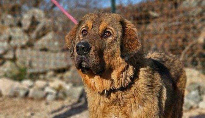 Osim što su preslatki i neodoljivi, dubrovački psi će biti jako pametni i poslušni