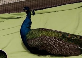 Ozlijeđene životinje nalaze se u zaklonu u centru za spašavanje životinja u Los Anđelesu u srcedrapajućem videu | Vijesti