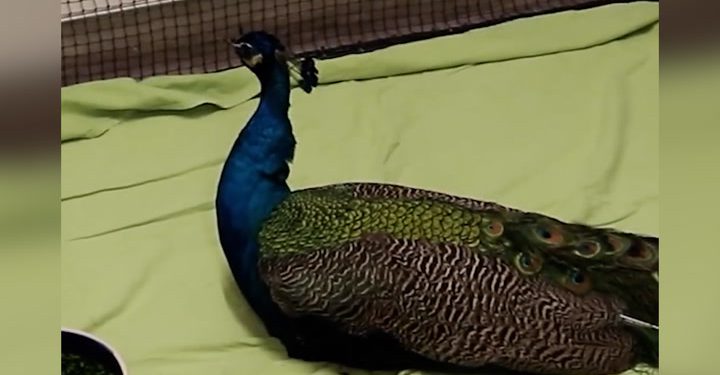 Ozlijeđene životinje nalaze se u zaklonu u centru za spašavanje životinja u Los Anđelesu u srcedrapajućem videu | Vijesti