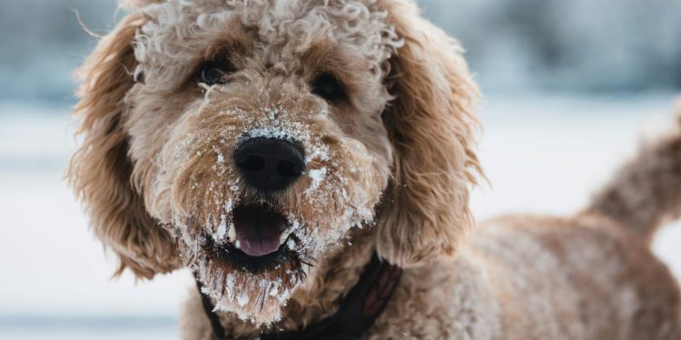POZNAJE IH U DLAKU Veterinar otkriva pet pasmina koje nikad ne bi htio imati | NACIONAL.HR