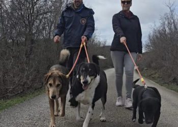 PSI IZ AZILA STIŽU U GRAD Organizirana šetnja u Uvali ove nedjelje, pridružite se ako možete