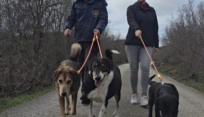 PSI IZ AZILA STIŽU U GRAD Organizirana šetnja u Uvali ove nedjelje, pridružite se ako možete