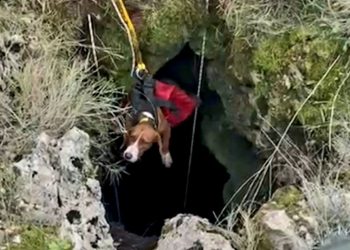 Pas na Hvaru upao u rupu duboku 20 metara. Spasili ga vatrogasci