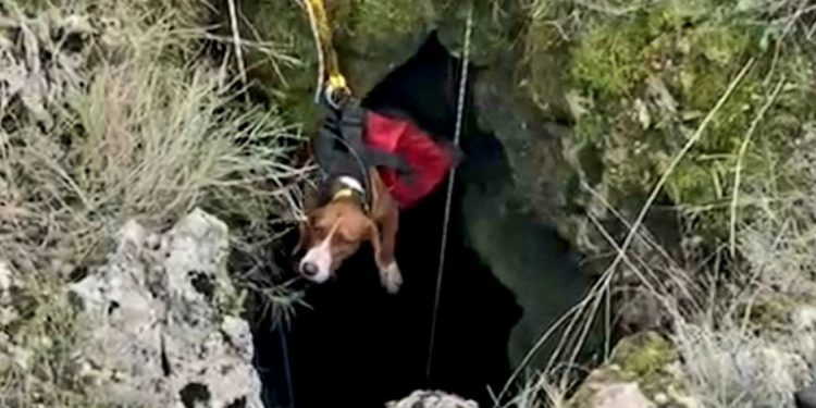 Pas na Hvaru upao u rupu duboku 20 metara. Spasili ga vatrogasci