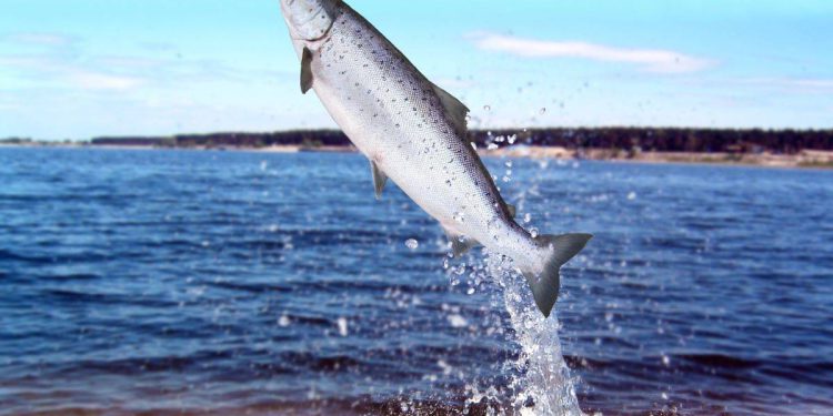 Pobjegli iz uzgajališta, tko će odgovarati za to, pa to su predatori i nisu autohtona vrsta?!