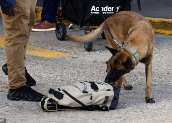 Policajci iz New Orleansa koriste pse za otkrivanje bombi kako bi osigurali Superdome za Notre Dame-Georgia Sugar Bowl nakon terorističkog napada