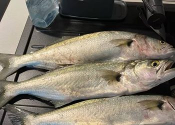 Ponekad lovi i kad nije gladna!