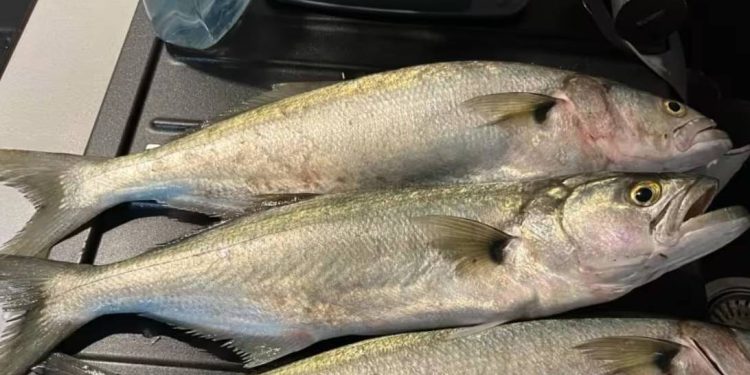 Ponekad lovi i kad nije gladna!