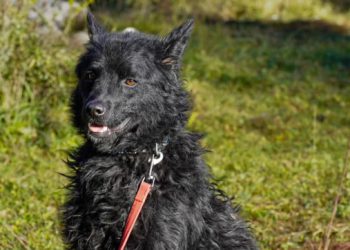 Prije točno godinu dana Zony je završio u dubrovačkom azilu, vjerojatno je živio vezan, a još uvijek čeka svoje ljude