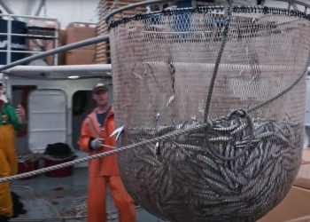 Prvo isplata članovima posade, a onda potpora za obustavu ribolova srdela!