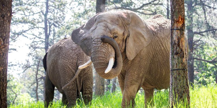 Slonovi u zoološkom vrtu u Coloradu nemaju pravo tražiti slobodu jer nisu ljudi, sud je odlučio