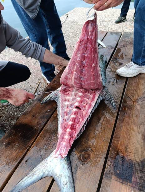 KAKVA MRCINA Ribar u Neumskom zaljevu ulovio licu od 30 kilograma: "Borili smo se skoro sat vremena!"