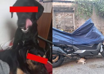 Šokantni prizori u centru: Pušteni psi okomili se na gradske mačke, dvije su usmrtili, još nekoliko ih je nestalo