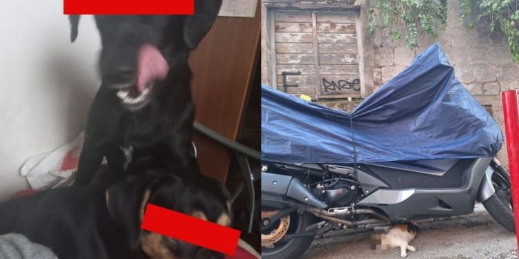 Šokantni prizori u centru: Pušteni psi okomili se na gradske mačke, dvije su usmrtili, još nekoliko ih je nestalo