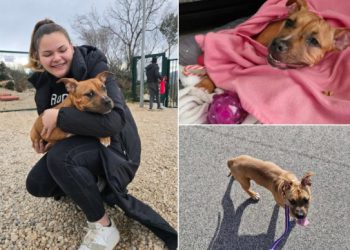 Sretno udomljenje: Rona je pronađena u Dubrovačkom primorju na Staru godinu u teškom stanju, a jučer je otišla u zauvijek dom