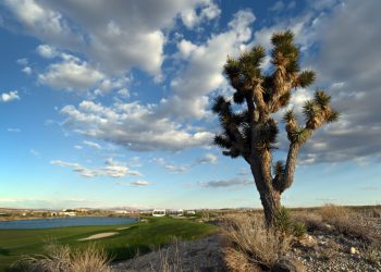 Stanovnici Nevade ogorčeni nakon što su poznata Joshua stabla srušena buldožerima kako bi se napravilo mjesta za solarnu farmu