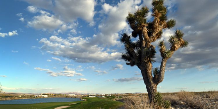 Stanovnici Nevade ogorčeni nakon što su poznata Joshua stabla srušena buldožerima kako bi se napravilo mjesta za solarnu farmu