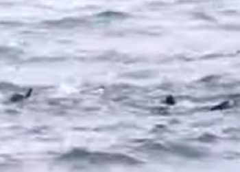 U INAT BURI Dok se svi griju doma, on se odlučio na – ronjenje (VIDEO)