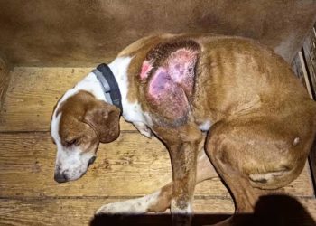 U Istri se pojavila gotovo zaboravljena smrtonosna bolest