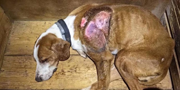 U Istri se pojavila gotovo zaboravljena smrtonosna bolest