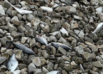 U Valbandonu kod Pule pronađena gomila mrtve ribe i galebova