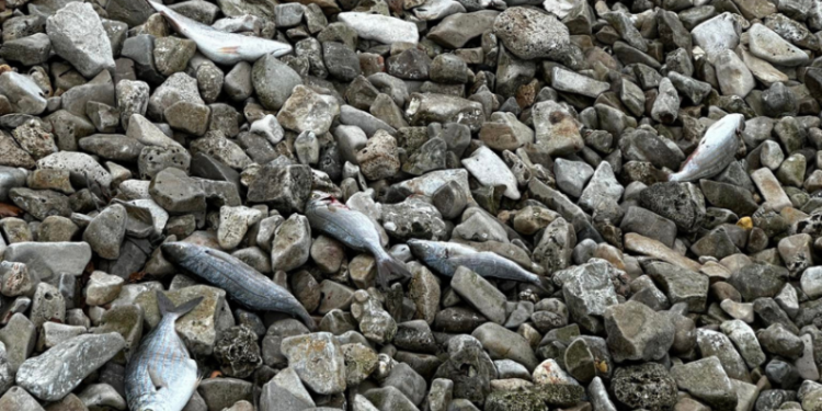 U Valbandonu kod Pule pronađena gomila mrtve ribe i galebova