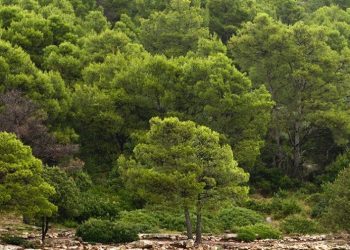 USKOK istražuje Hrvatske šume