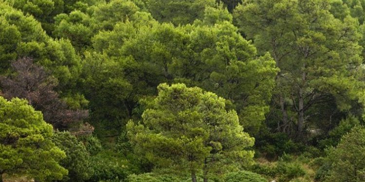 USKOK istražuje Hrvatske šume