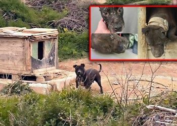 Urlić u nevjerici, tek napravljeni “azil” za pse na Karepovcu morat će se rušiti. Evo zašto