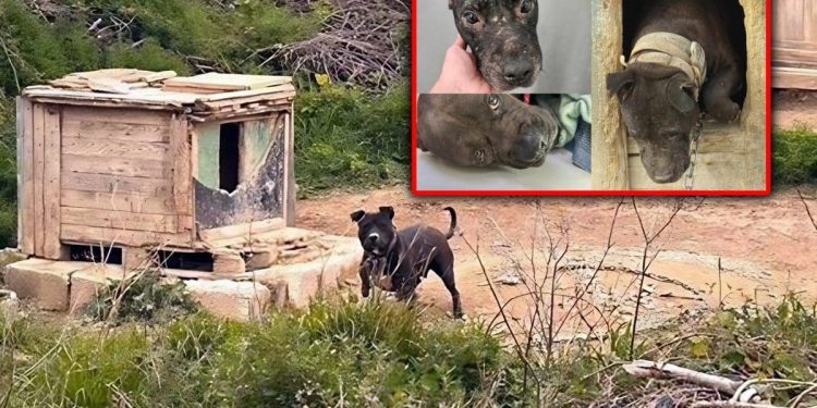 Urlić u nevjerici, tek napravljeni “azil” za pse na Karepovcu morat će se rušiti. Evo zašto