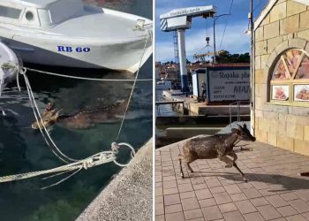 VIDEO Mladi jelen upao u more rapske luke, pogledajte kako su ga spasili vatrogasci