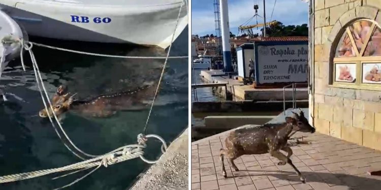 VIDEO Mladi jelen upao u more rapske luke, pogledajte kako su ga spasili vatrogasci