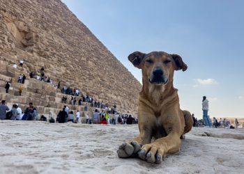 ZAUSTAVITE POKOLJ ‘Marokanci zbog SP-a žele ubiti tri milijuna pasa, truju ih, premlaćuju i muče’ | NACIONAL.HR