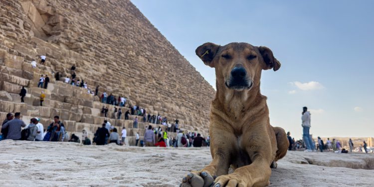 ZAUSTAVITE POKOLJ ‘Marokanci zbog SP-a žele ubiti tri milijuna pasa, truju ih, premlaćuju i muče’ | NACIONAL.HR