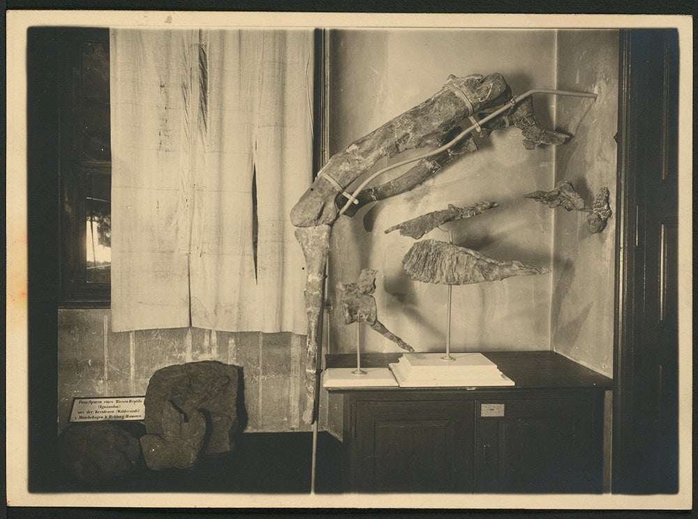 Kosturni ostaci Tameryraptor markgrafi na izložbi u Alte Akademie