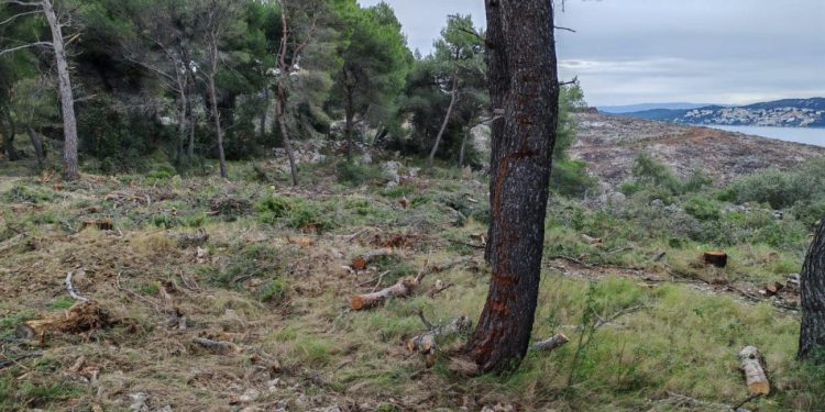 NL – Vrime je!: “Posječen dio državne šume u Općini Seget zbog pogleda na more”