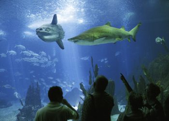 RIBI NEDOSTAJU LJUDI Usamljenoj ribi u japanskom akvariju ‘doveli’ kartonske posjetitelje, ona živnula | NACIONAL.HR