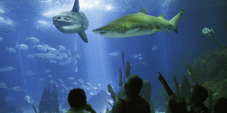 RIBI NEDOSTAJU LJUDI Usamljenoj ribi u japanskom akvariju ‘doveli’ kartonske posjetitelje, ona živnula | NACIONAL.HR