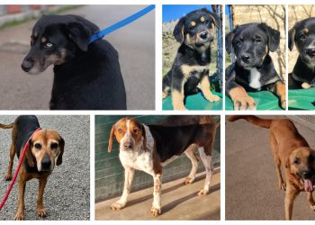 Slobodna Dalmacija – Neki su stigli izgladnjeli i prepadnuti, a unatoč svemu još vjeruju u ljude. Dajte im šansu, vratit će vam stostruko