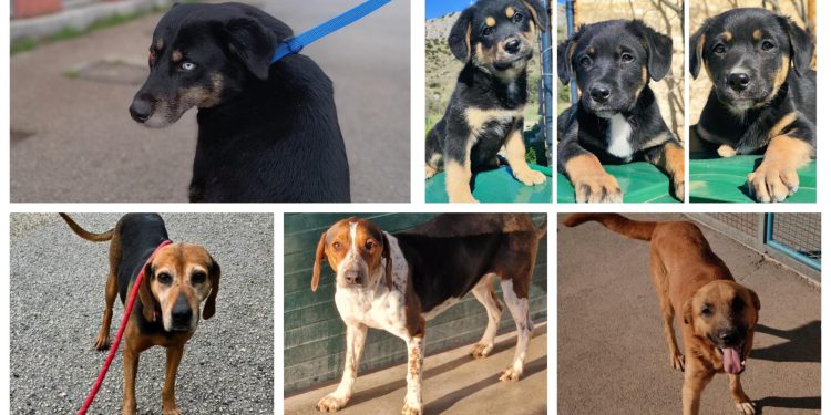 Slobodna Dalmacija – Neki su stigli izgladnjeli i prepadnuti, a unatoč svemu još vjeruju u ljude. Dajte im šansu, vratit će vam stostruko