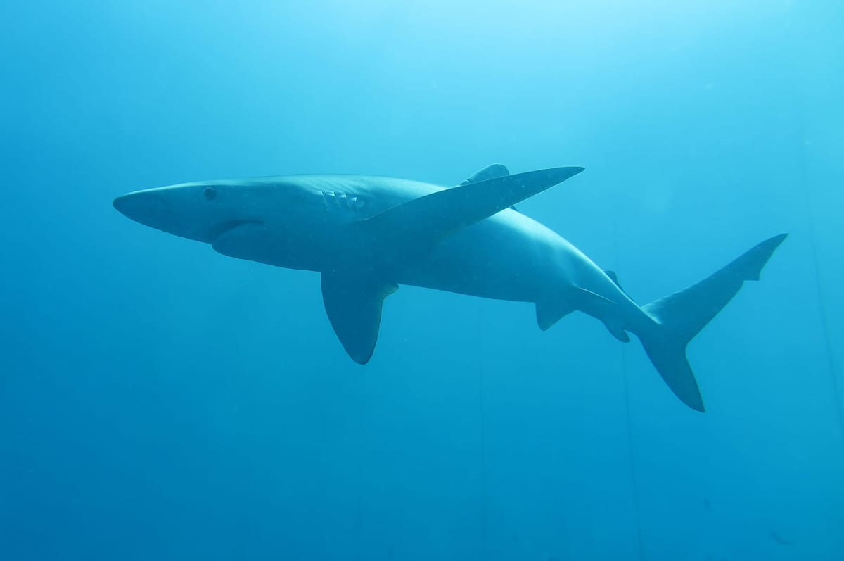 Traži se pomoć ribara: 'Ulovite li označenog morskog psa, napravite ovo!'