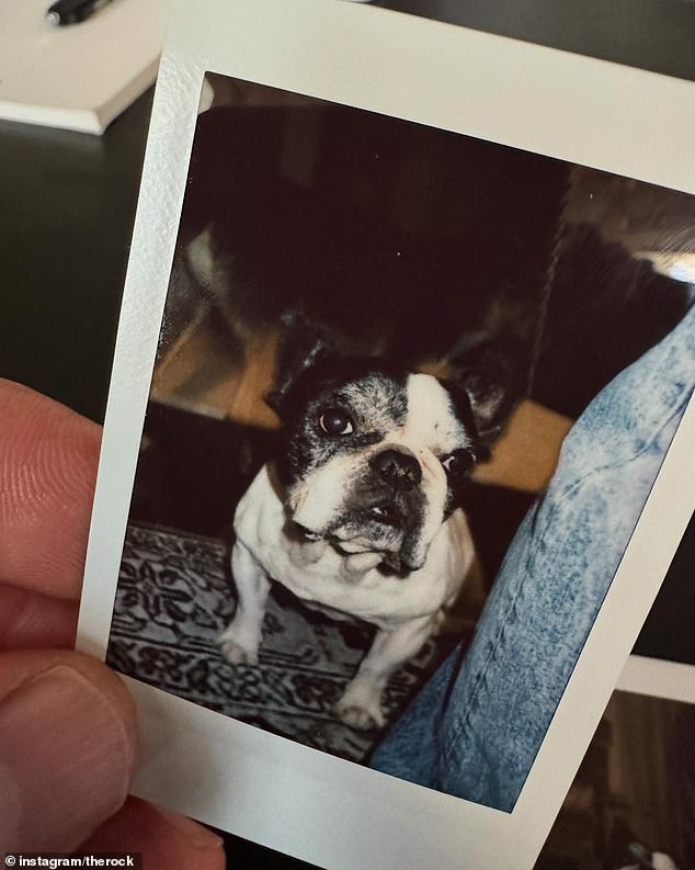 Francuski buldog, većini ljudi poznat kao Hobbs, glumački vjerni sporedni spoj u Netflixovim brzim i žestokim poklonima: Hobbs & Shaw, preminuo je u ponedjeljak navečer.