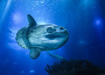 “Ako je i vidimo, gotovo je sigurno da će izići iz Jadrana!