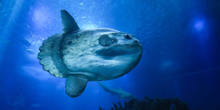 “Ako je i vidimo, gotovo je sigurno da će izići iz Jadrana!